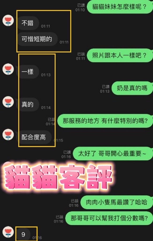 馬來西亞彰化貓貓定點圖片