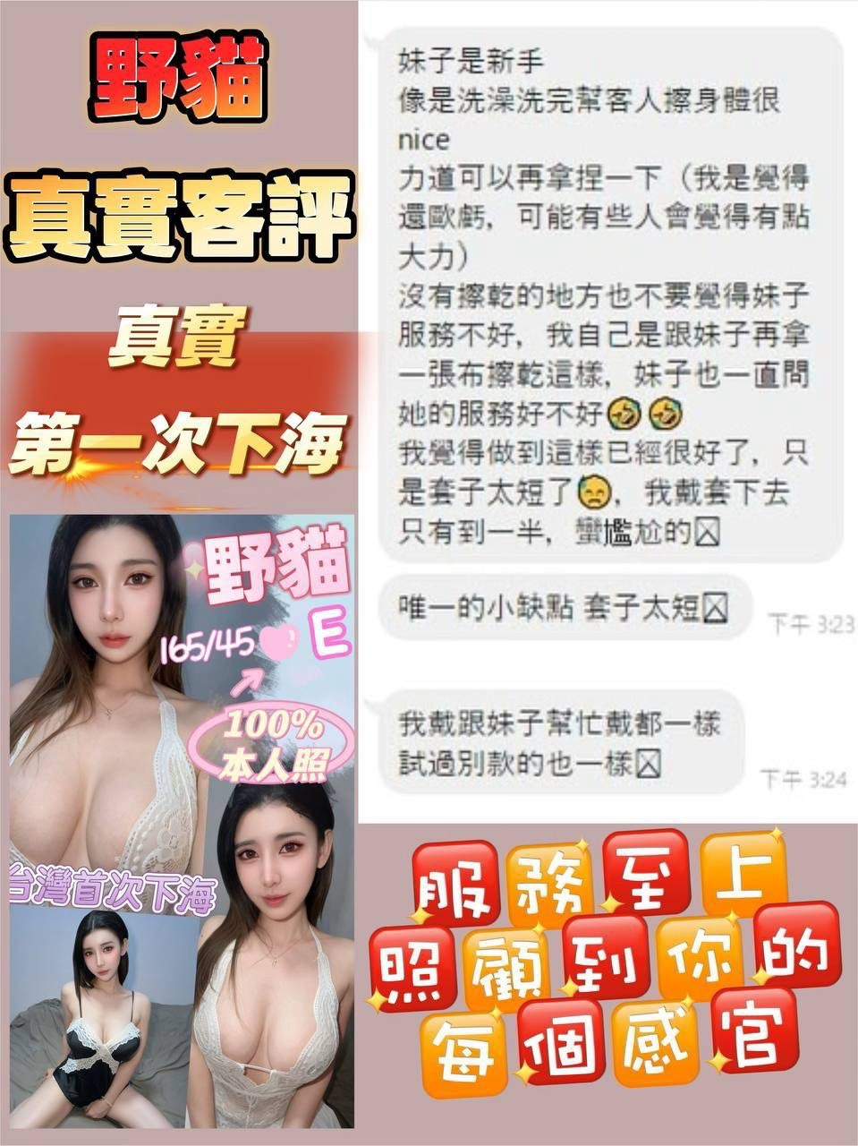 馬來西亞台中野貓定點圖片