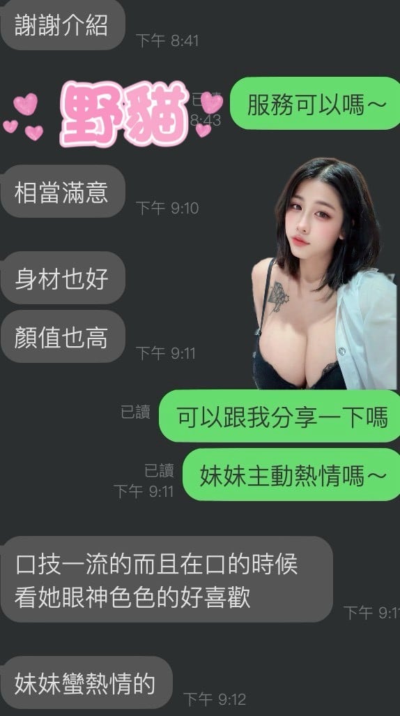 馬來西亞雲林野貓定點圖片