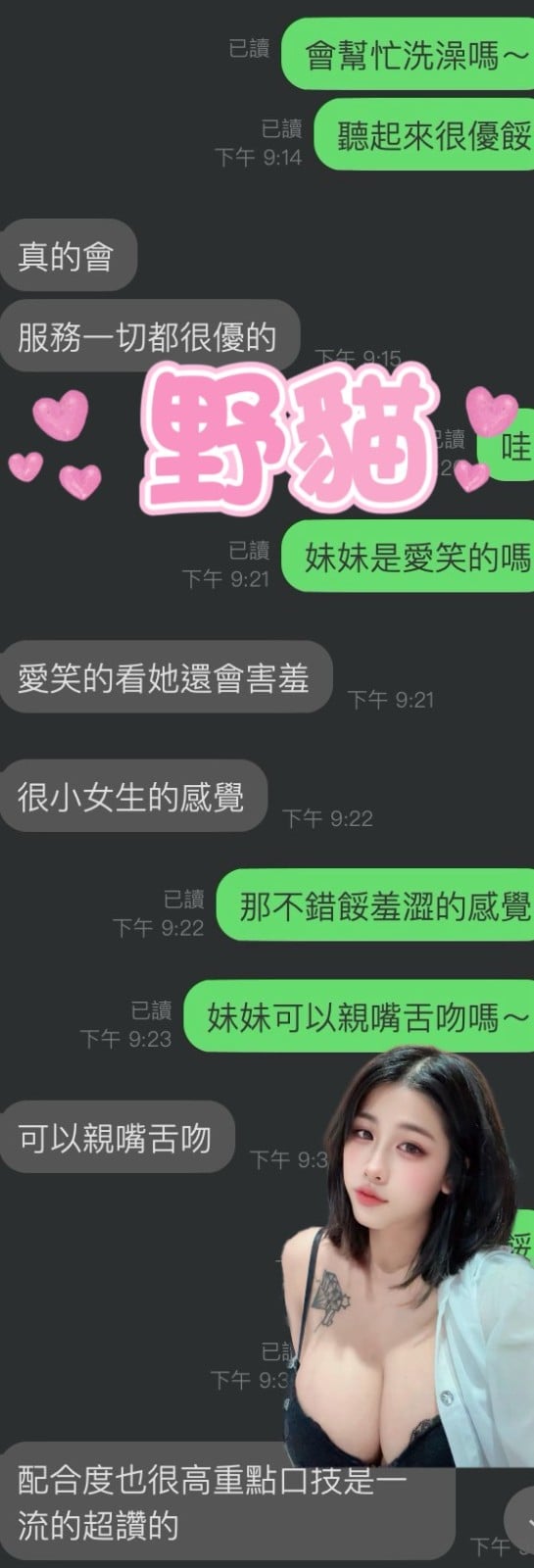 馬來西亞雲林野貓定點圖片