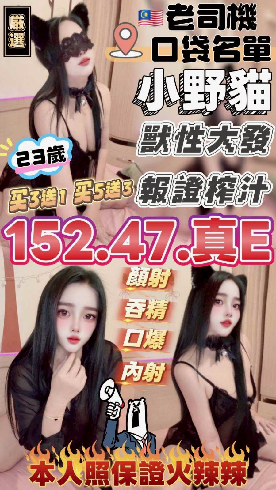 馬來西亞苗栗小野貓定點圖片