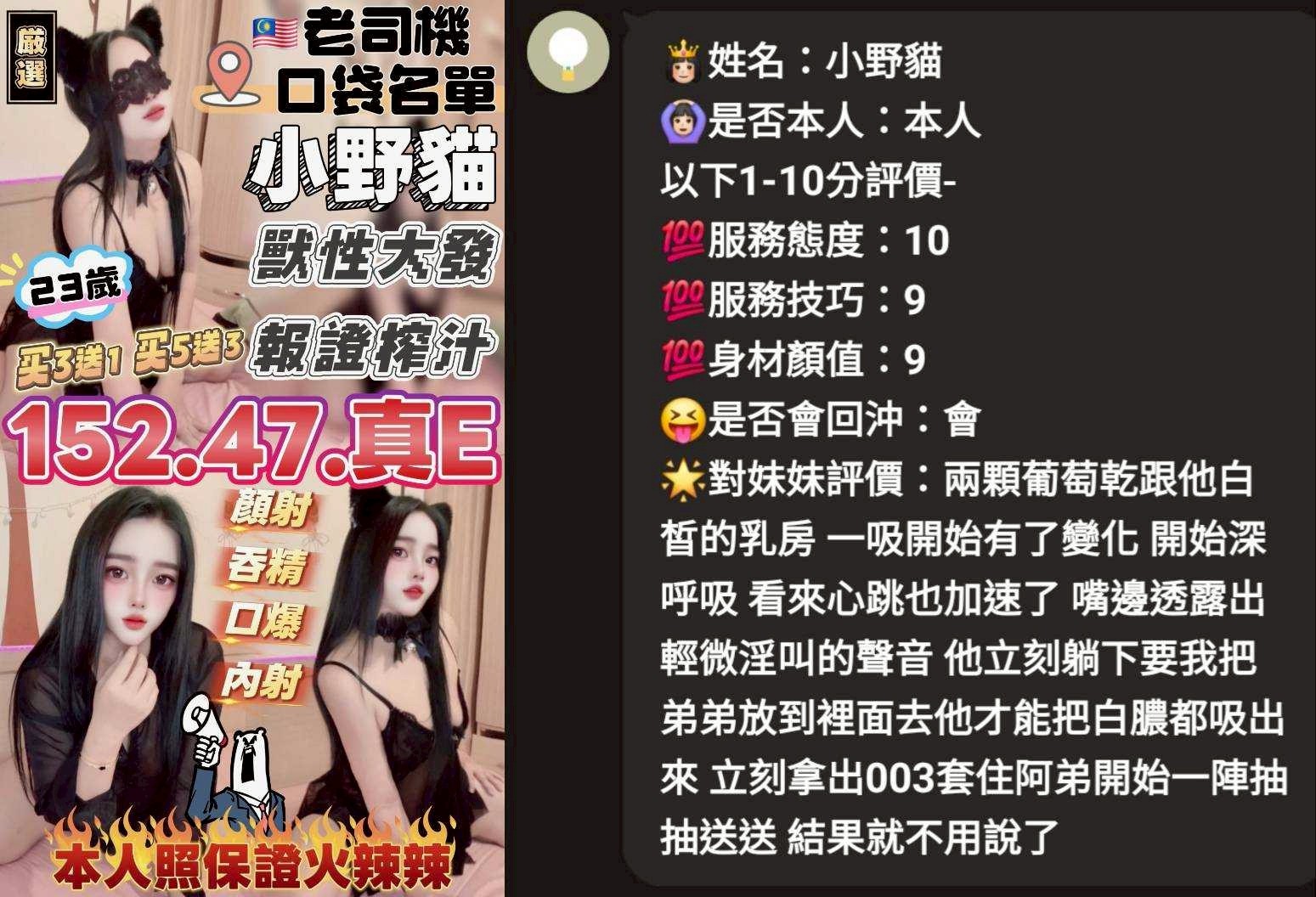 馬來西亞苗栗小野貓定點圖片